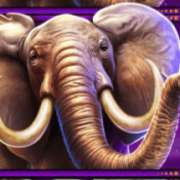 Elephant symbol in Safari King slot