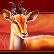 Antelope symbol in Safari King slot